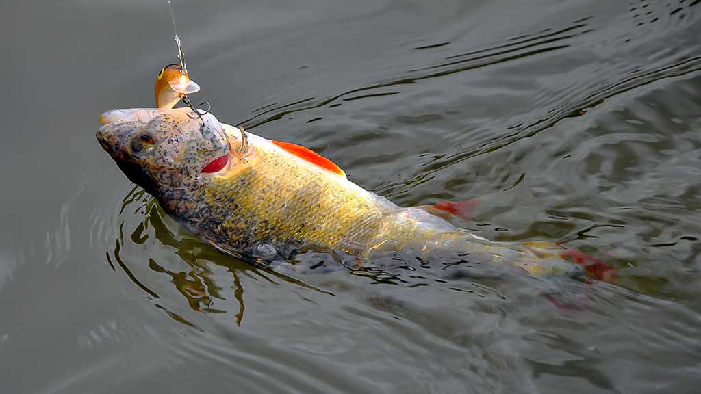 Apie ešeriams „skanius“ voblerius