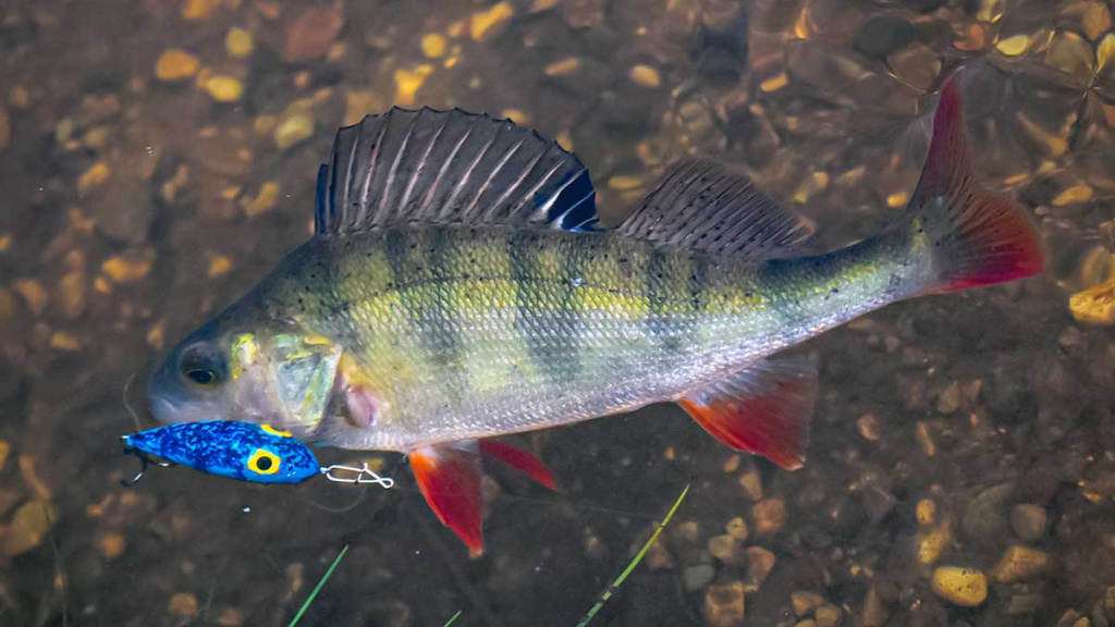 Apie atviras akis, šutintus žirnius, spiningavimą ir būsimą tvaną Apie atviras akis, šutintus žirnius, spiningavimą ir būsimą tvaną