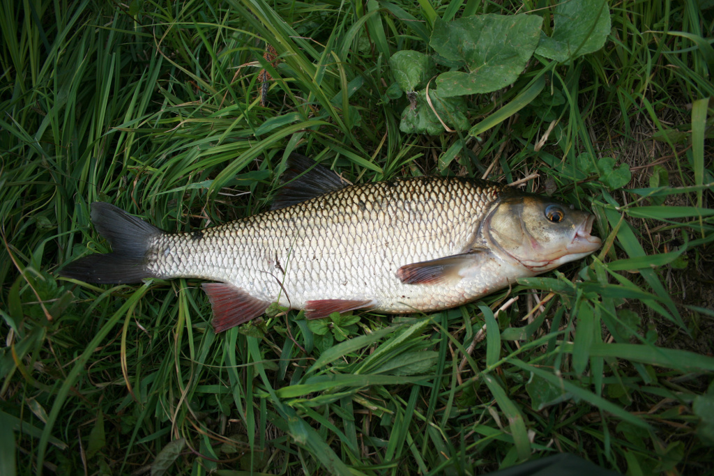 Naktį su plūdine. Pirma dalis Naktį su plūdine. Pirma dalis