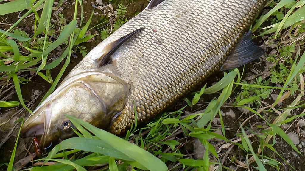Vienas ir šimtas vienas būdas pagauti salatį 