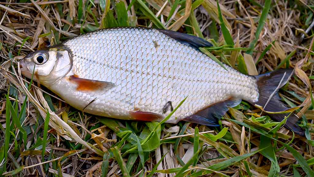 „Balta“ žuvis juodą naktį. Antra dalis „Balta“ žuvis juodą naktį. Antra dalis