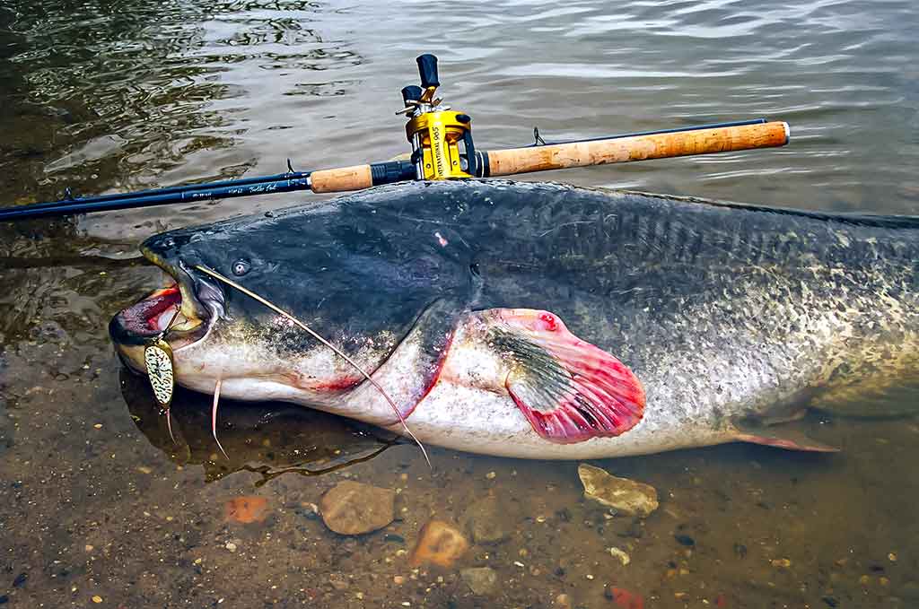 Senelio blizgės ir šamo medžioklė. Pirma dalis