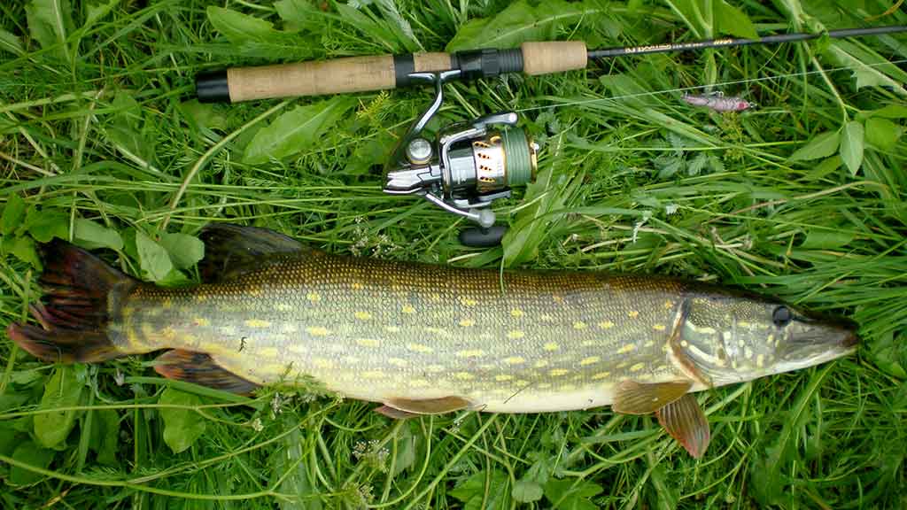 Išsamiai apie bridkelnes. Ketvirta dalis Išsamiai apie bridkelnes. Ketvirta dalis