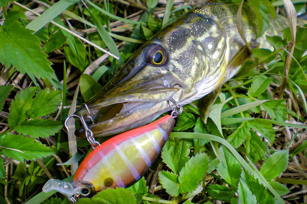 Vobleris po mikroskopu – liežuvis ir kilpa. Antra dalis