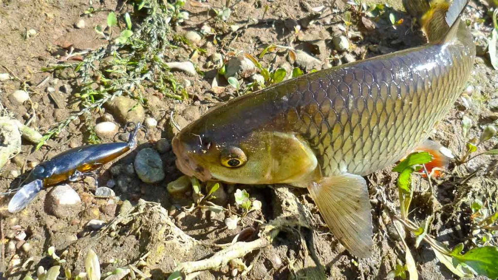 Šapalų žūklė, kai ateina gegužis. Pirma dalis