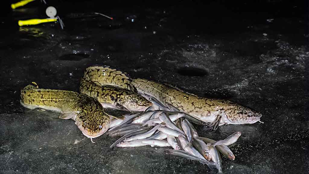 Kuršmarėse kimba ne vien stintos. Antra dalis Kuršmarėse kimba ne vien stintos. Antra dalis