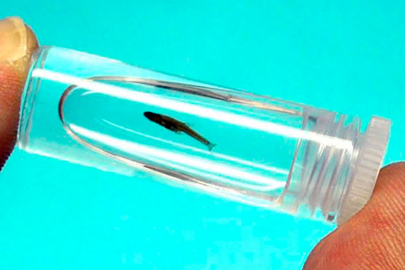 Paedocypris progenetica Paedocypris progenetica