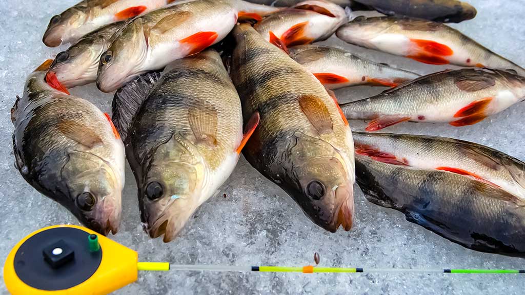 Bemasalinė avižėlė – mitai ir tikrovė Bemasalinė avižėlė – mitai ir tikrovė