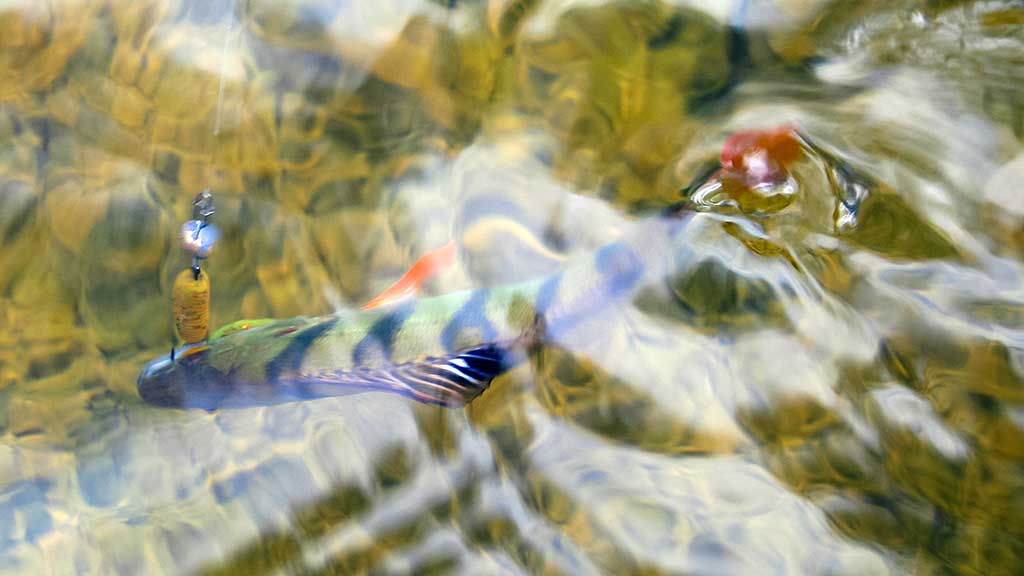 Paskutinės katino dienos Paskutinės katino dienos