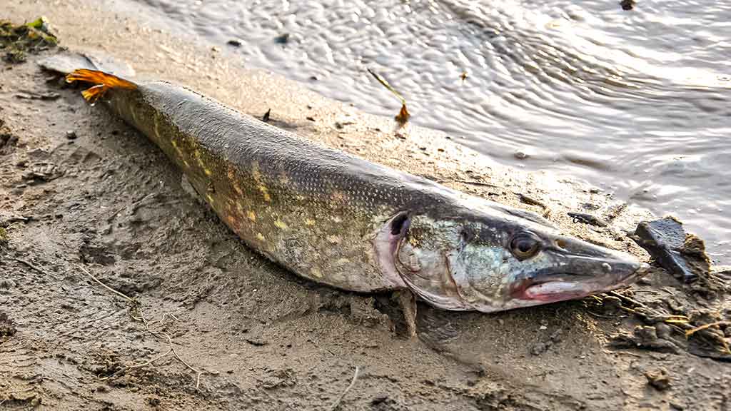 Vidutinio dydžio upės ir lydekų gaudymas