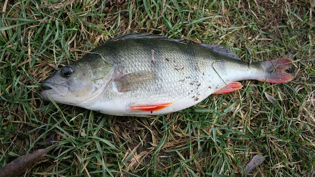 Kaip pagauti šapalą?