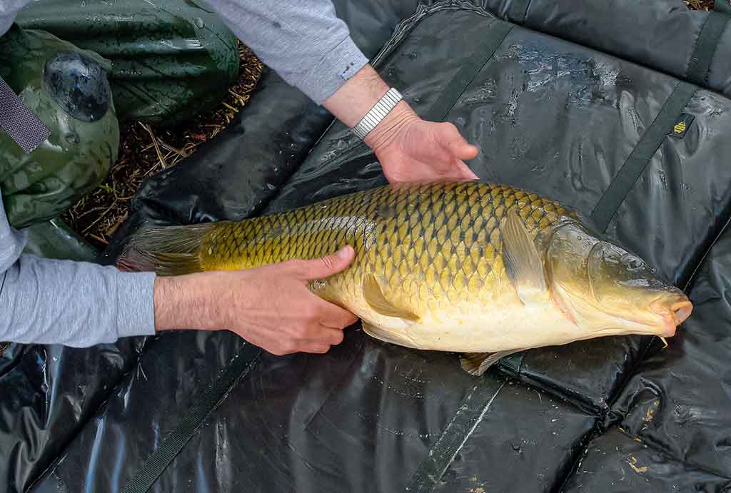 Karpių gaudymo vingrybės. Įranga ir sistemėlės Karpių gaudymo vingrybės. Įranga ir sistemėlės
