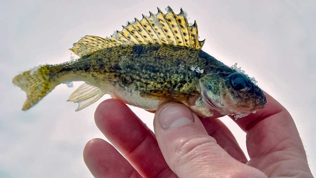 Bemasalinė avižėlė – mitai ir tikrovė Bemasalinė avižėlė – mitai ir tikrovė