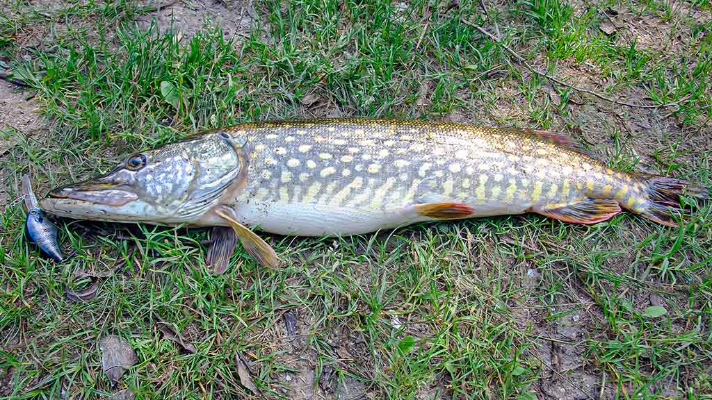 Be reikalo nuvertinti didieji crank vobleriai Be reikalo nuvertinti didieji crank vobleriai