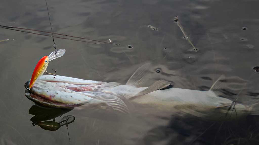 Ieškok lydekų ten, kur... jų nebūna Ieškok lydekų ten, kur... jų nebūna