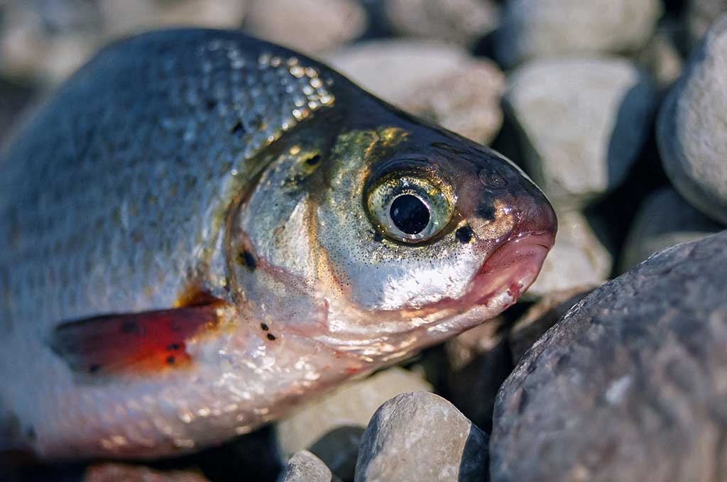 Didžiųjų upių plakiai. Pirma dalis Didžiųjų upių plakiai. Pirma dalis