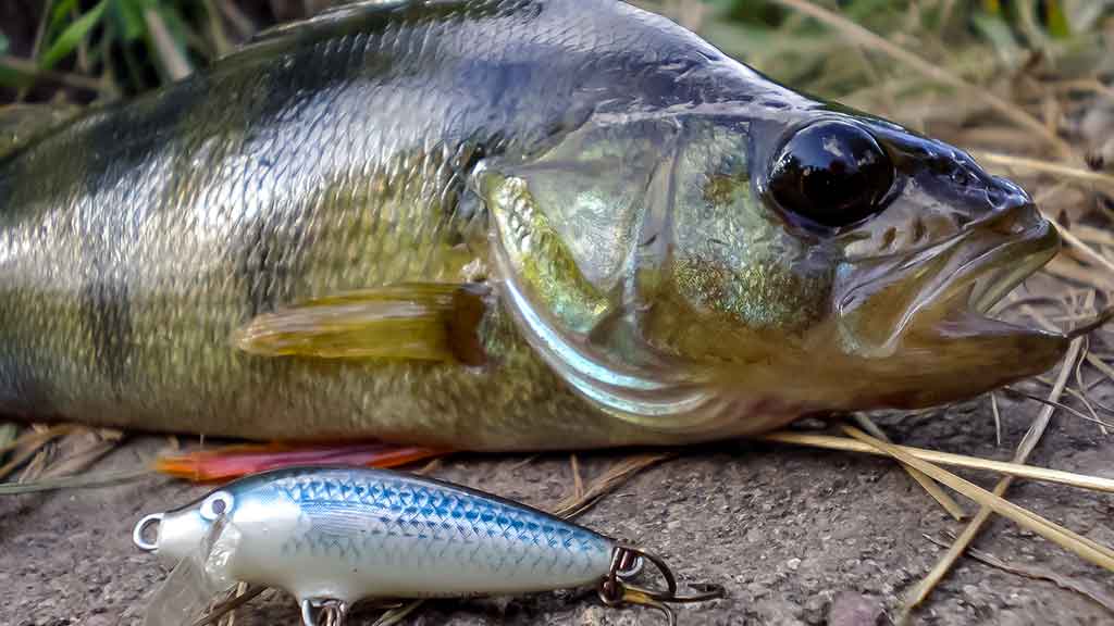 Spiningavimo su lengvais ir mažais plaukiančiaisiais vobleriais technika Spiningavimo su lengvais ir mažais plaukiančiaisiais vobleriais technika