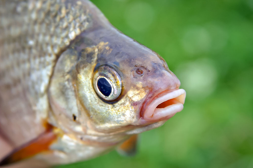 Sugrįžimas, kur giedra, šilta ir žalia