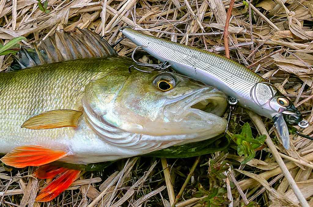 Kaip pagauti nedrąsią plėšrūnę