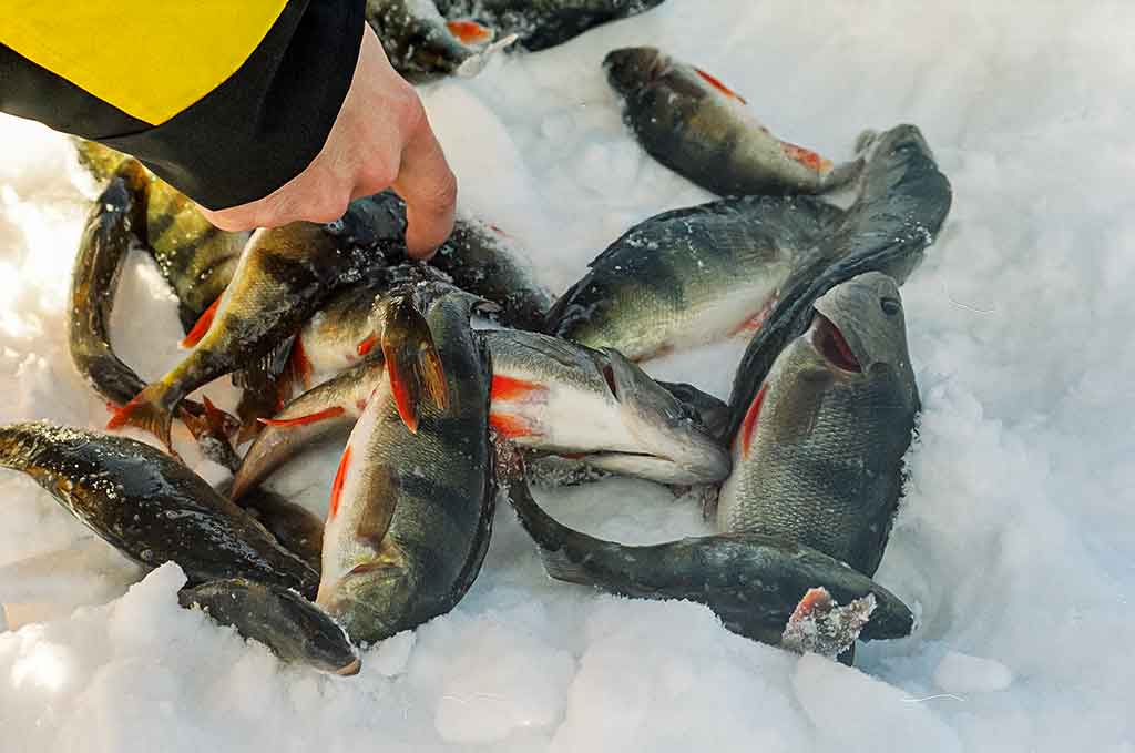 Kaip pagauti ešerį? Kaip pagauti ešerį?