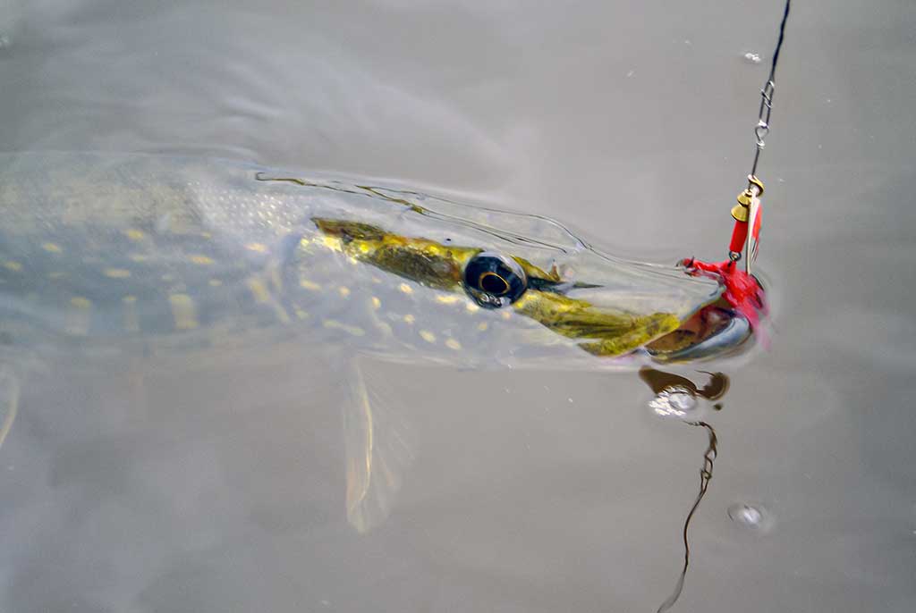 Kaip pagauti ešerį? Kaip pagauti ešerį?