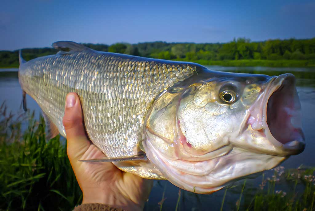 Gyvenimas po tiltu. Antra dalis Gyvenimas po tiltu. Antra dalis