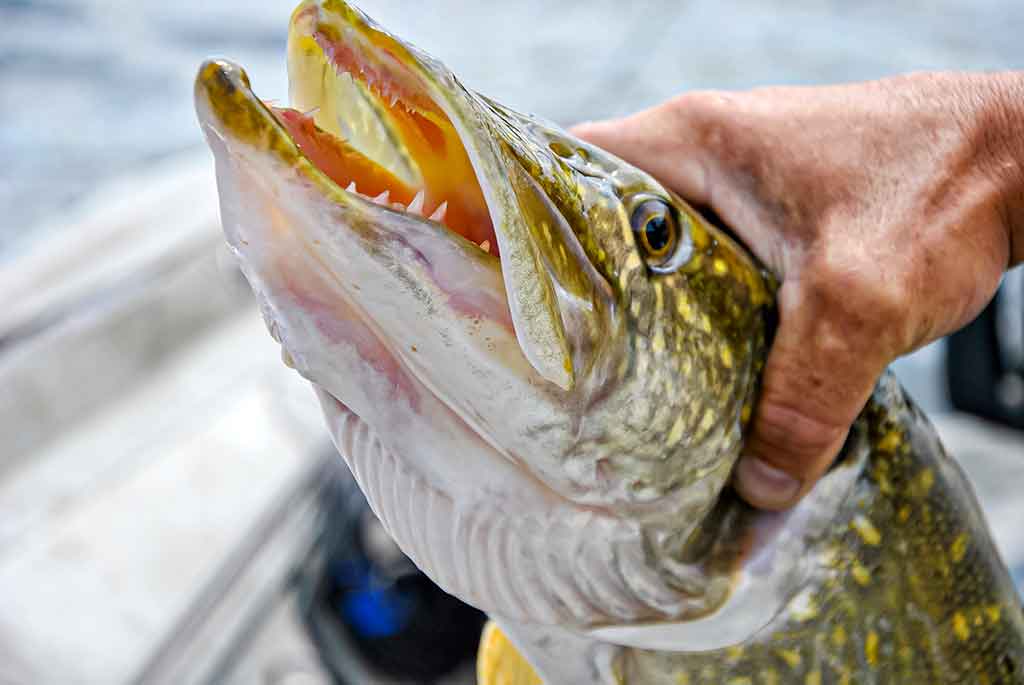 Ten, kur tekėjo upelis. Antra dalis