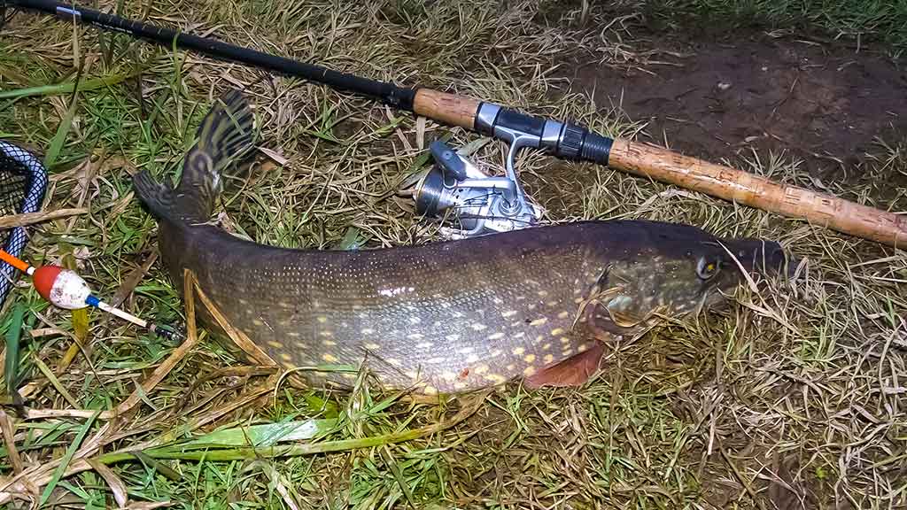 Lydekas – lydekomis. Apie žuvis kanibales
