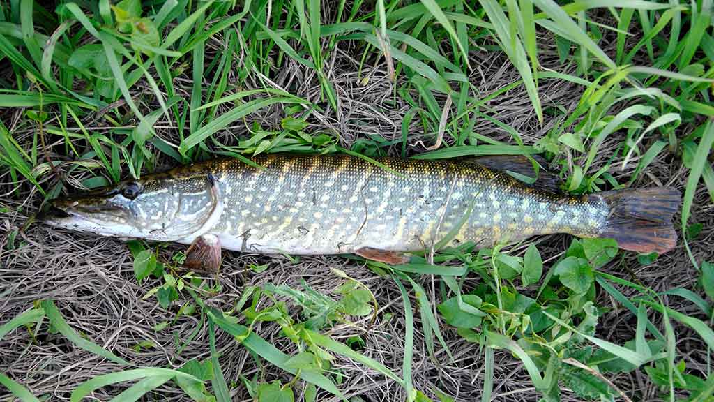 Išsamiai apie bridkelnes. Ketvirta dalis Išsamiai apie bridkelnes. Ketvirta dalis