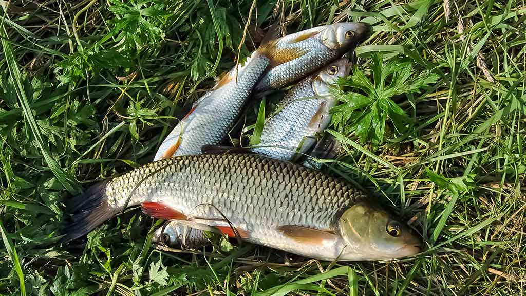 Dugninė trumpai distancijai