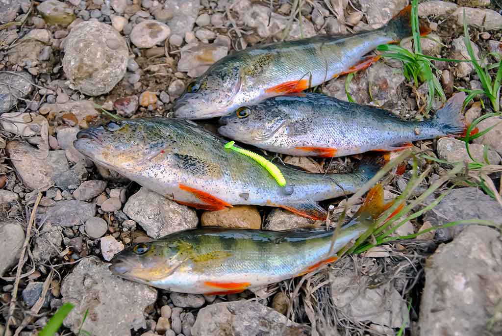 Neries ešerio gaudymas