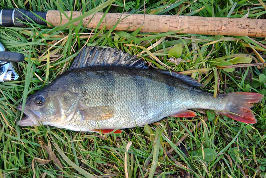 Kaip pagauti karšį? Kaip pagauti karšį?