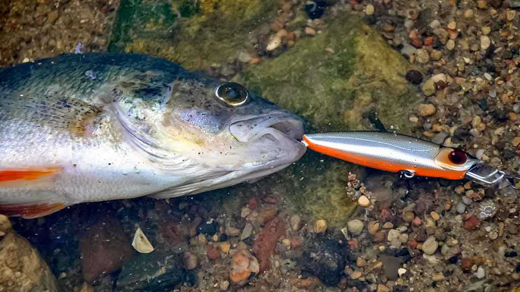 Dvi spiningavimo taktikos. Kiek kojos neša... Dvi spiningavimo taktikos. Kiek kojos neša...