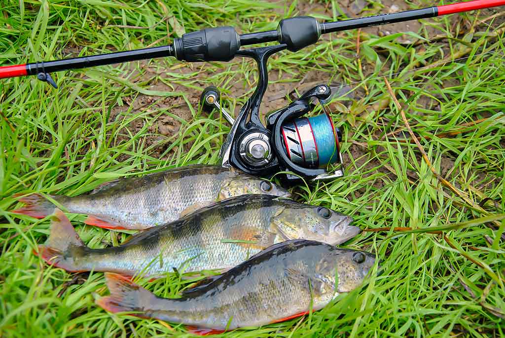 Neries ešerio gaudymas