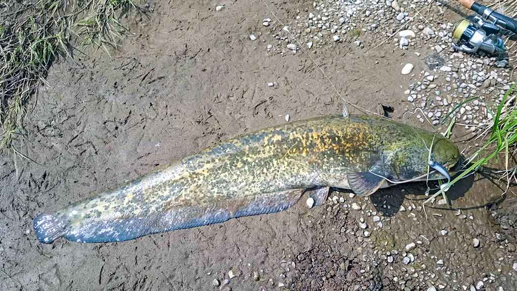 Ar sunku išmokti spiningauti? Trečia dalis Ar sunku išmokti spiningauti? Trečia dalis