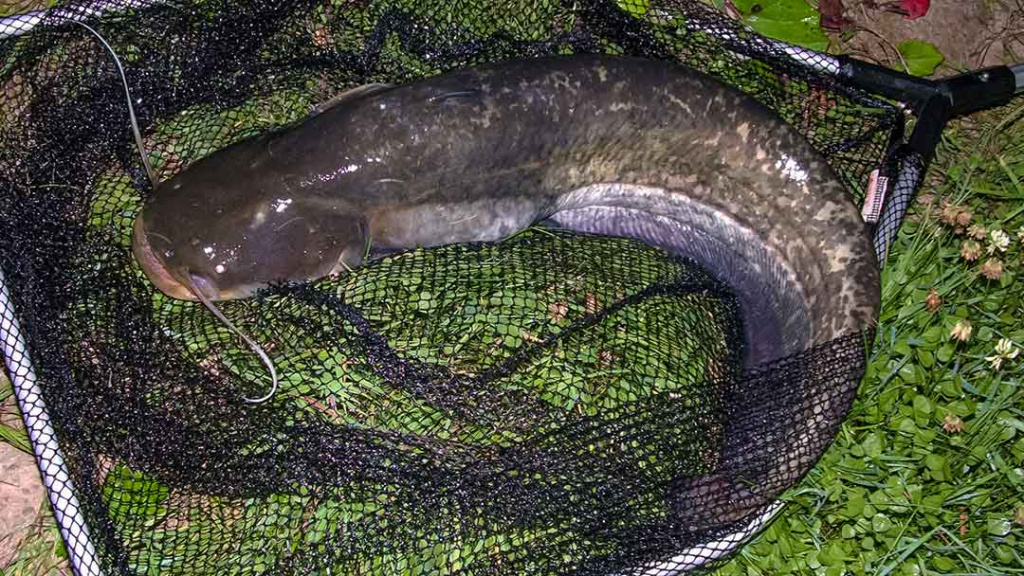 Trys istorijos apie šamą