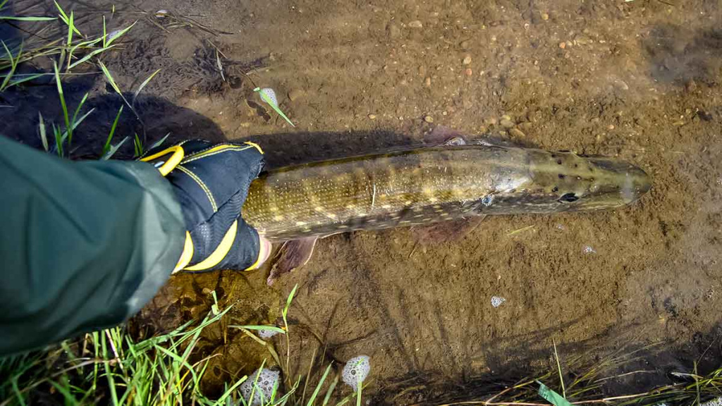 Apie (ne)sušalusias žvejo rankas. Antra dalis Apie (ne)sušalusias žvejo rankas. Antra dalis