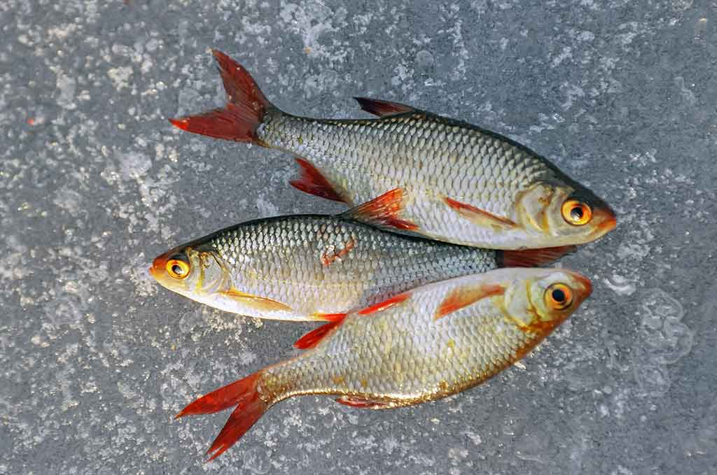 Kaip pagauti ešerį?