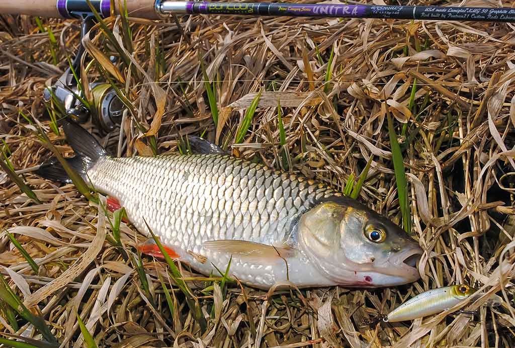 Kaip pagauti šapalą? Kaip pagauti šapalą?