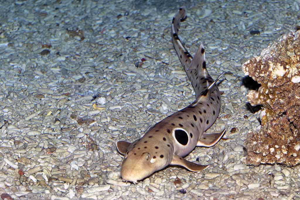 Ryklys (Hemiscyllium ocellatum)