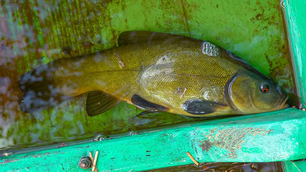 Vandens džiunglių labirintuose. Negiminingi, bet labai panašūs Vandens džiunglių labirintuose. Negiminingi, bet labai panašūs
