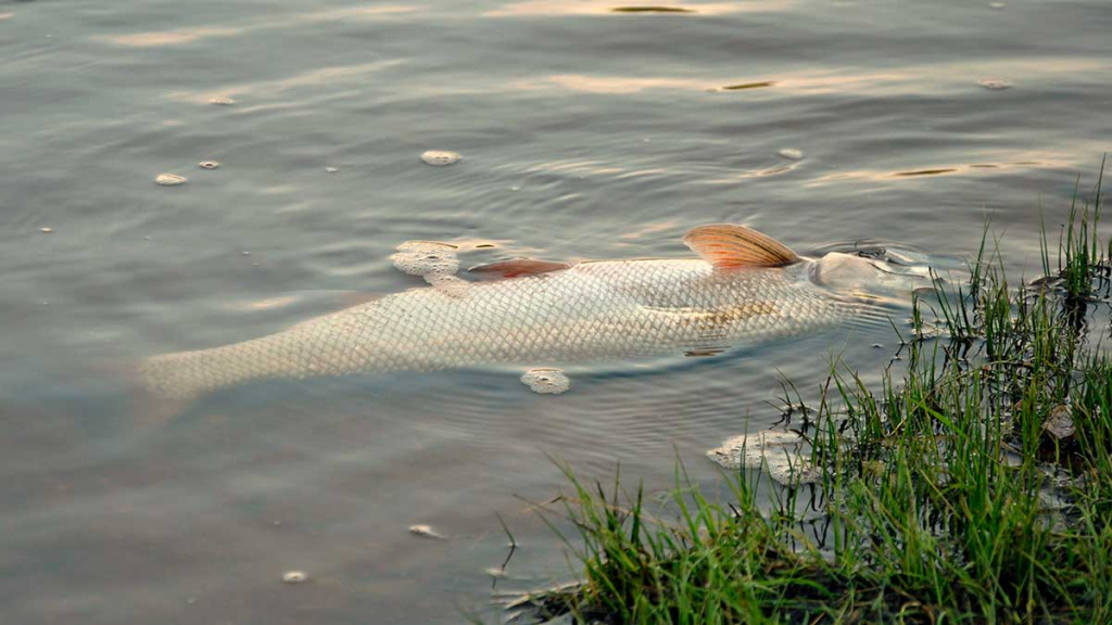 Vienas ir šimtas vienas būdas pagauti salatį 