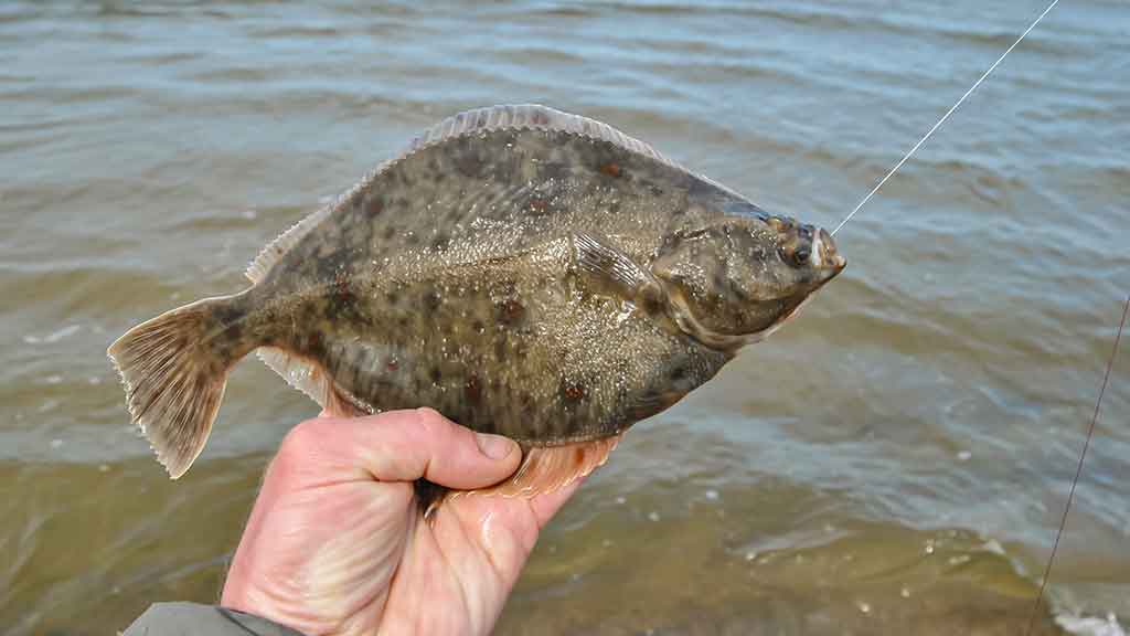 Kaip pagauti Baltijos plekšnę. Išsamiau apie jūrinę įrangą Kaip pagauti Baltijos plekšnę. Išsamiau apie jūrinę įrangą