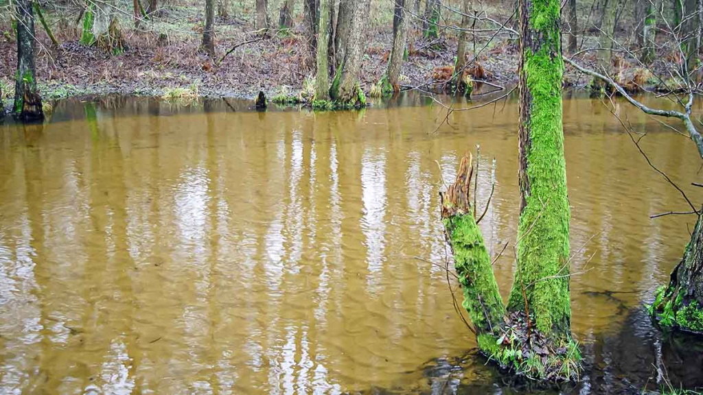 Dvi dienos iki Kiaulės metų. Antra dalis
