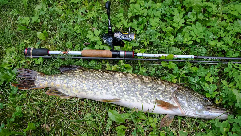 Ta gerai pažįstama mįslinga lydeka. Pirma dalis Ta gerai pažįstama mįslinga lydeka. Pirma dalis