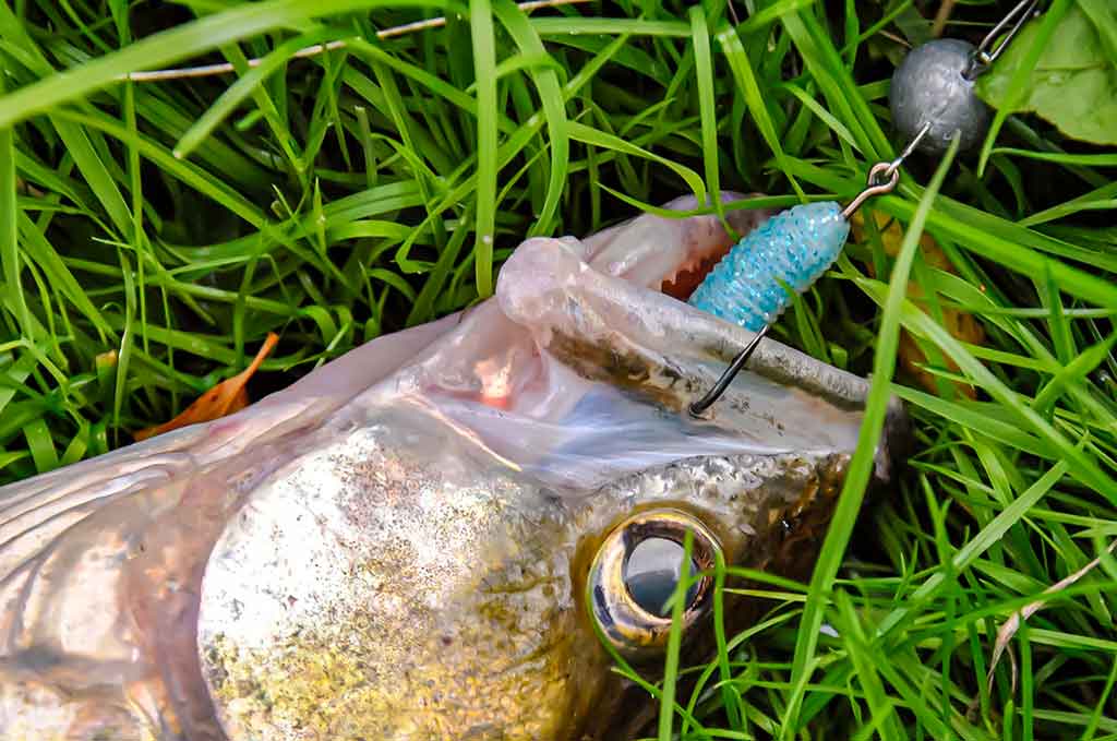 Sėkmingi žingsniai gaudant sterką