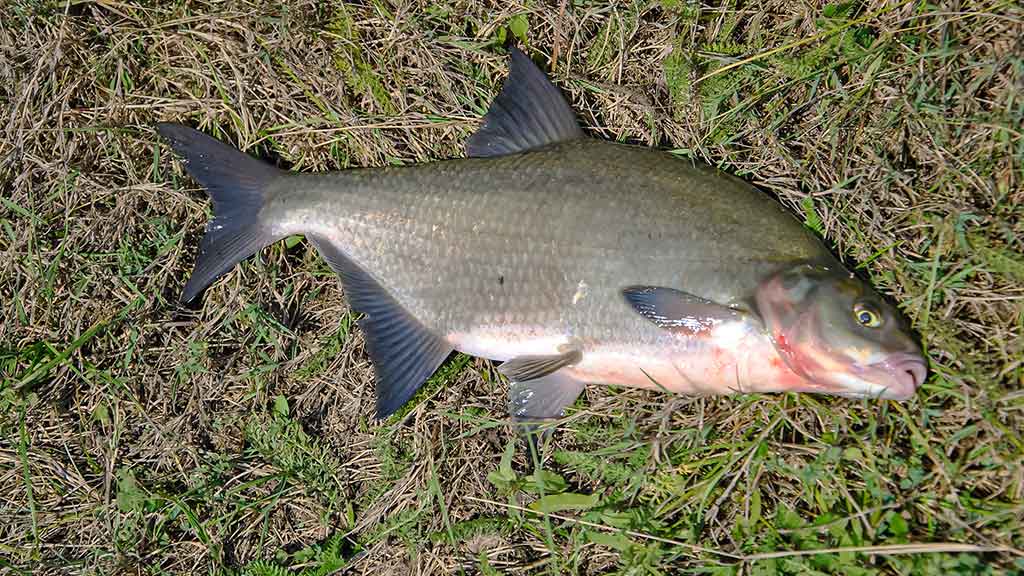 Kaip pagauti karšį? Kaip pagauti karšį?