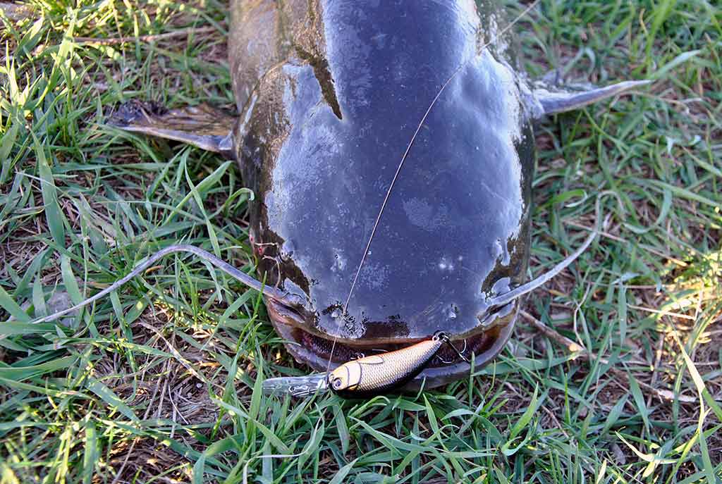 Kaip sugauti šamą? Kaip sugauti šamą?