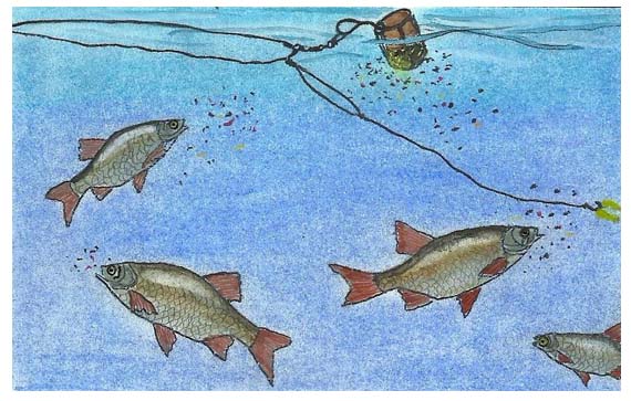 Iš plūdrios šėryklės byrancios jauko dalelės vilioja raudes ir suformuoja debesėlį, kurio centre atsiduria masalas Iš plūdrios šėryklės byrancios jauko dalelės vilioja raudes ir suformuoja debesėlį, kurio centre atsiduria masalas