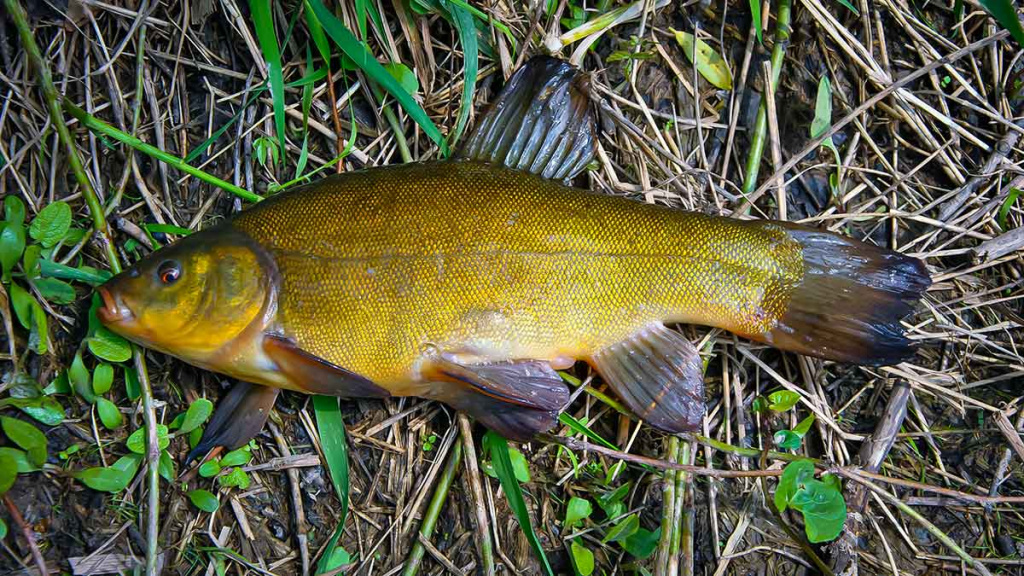 Brėkštančio ryto žuvys. Antra dalis Brėkštančio ryto žuvys. Antra dalis